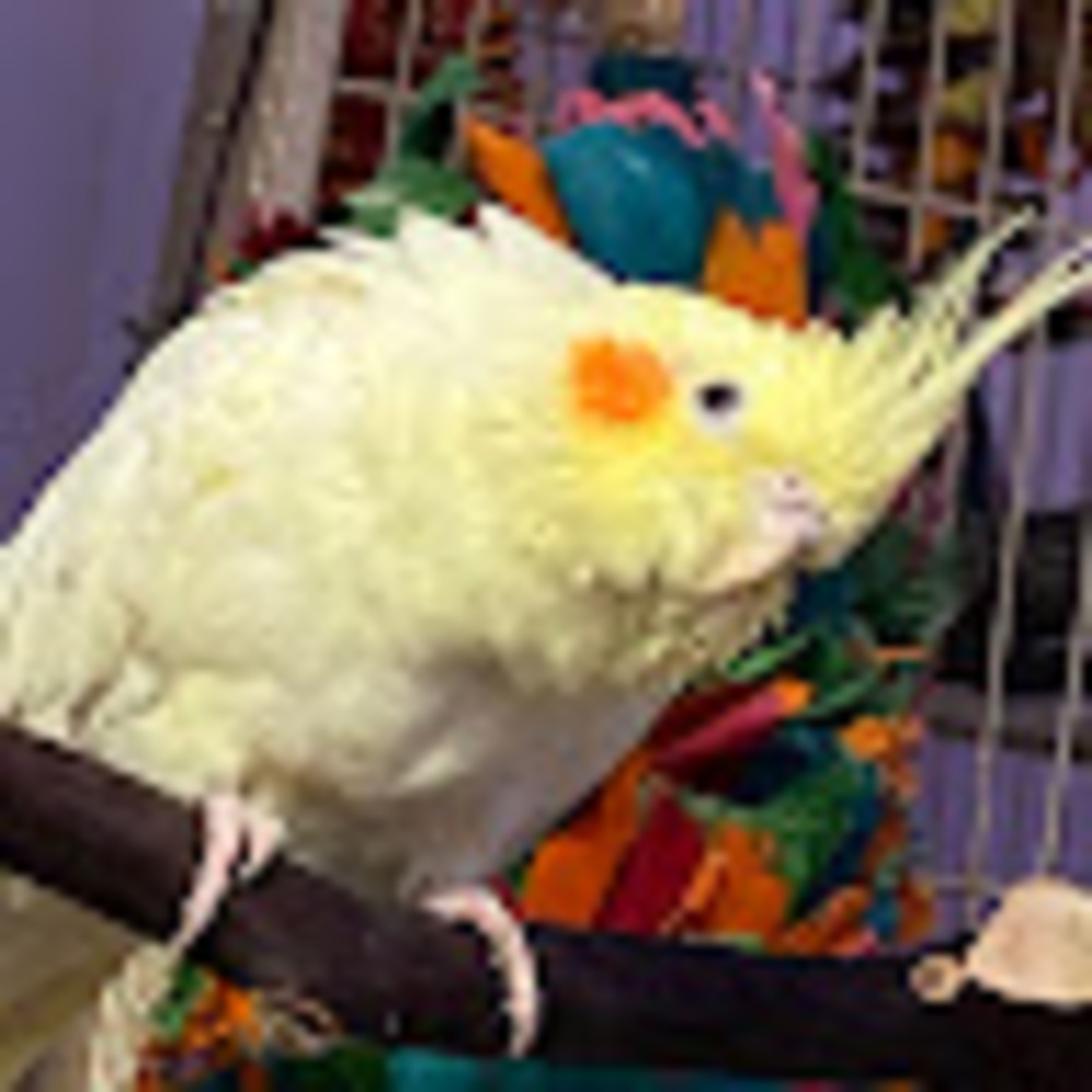 Meet your Posher, Lily